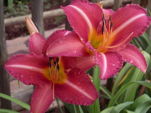 SEED, DAYLILY (x30)