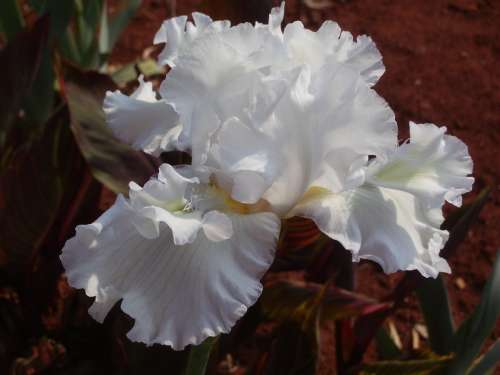 IRIS, Mesmerizer