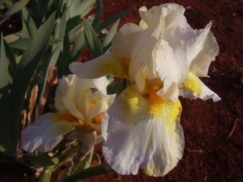 IRIS, Melting Moment