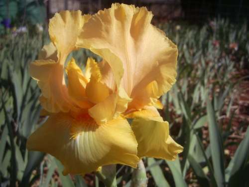 IRIS, Mandolin