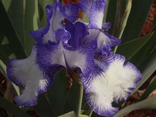 IRIS, Blue Staccato