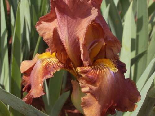 IRIS, Boss Tweed