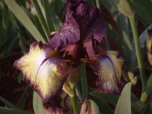 IRIS, Burgundy Brown
