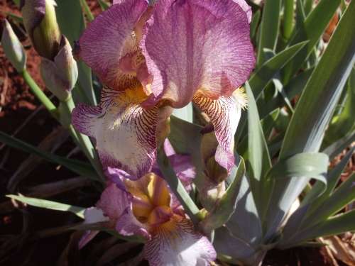 IRIS, Dawn Reflection