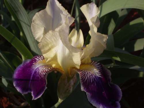 IRIS, Rafy