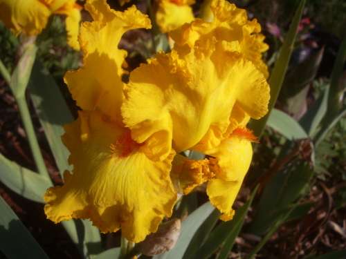 IRIS, Throb