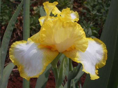 IRIS, Joyce Terry
