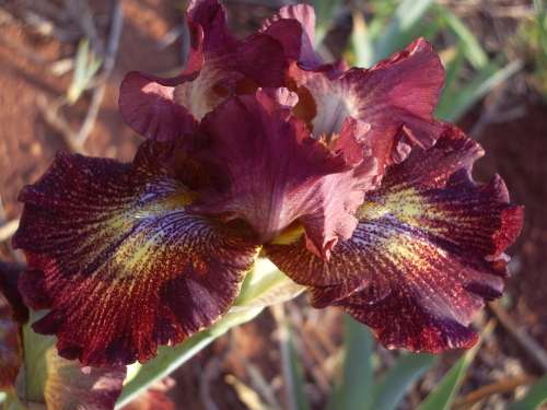 IRIS, Paprika Fonos