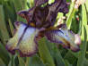IRIS, Burgundy Brown