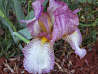 IRIS, Dawn Reflection