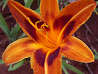 DAYLILY, Color Burst