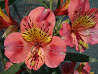 Inca Lily, SALMON (Tall)