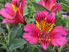 Inca Lily, SCARLET BUTTERFLY (Tall)
