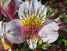 Inca Lily, COUNTRY PRINCESS (Midi)