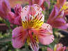 Inca Lily, SELINA (Tall)