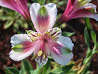 Inca Lily, DIANA (Medium)