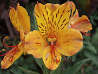 Inca Lily, SUSSEX GOLD (Tall)
