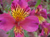 Inca Lily, PAULA (Tall)