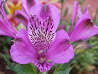 Inca Lily, PURPLE PRIDE (Medium)