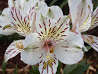 Inca Lily, PEPPERMINT WHITE (Tall)