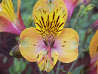 Inca Lily, ORANGE QUEEN (Tall)