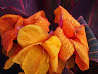 CANNA, Phasion