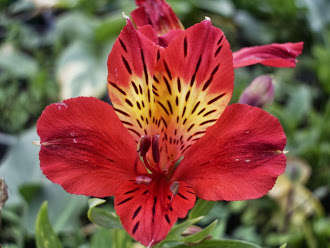INCA LILY, Red Ethel