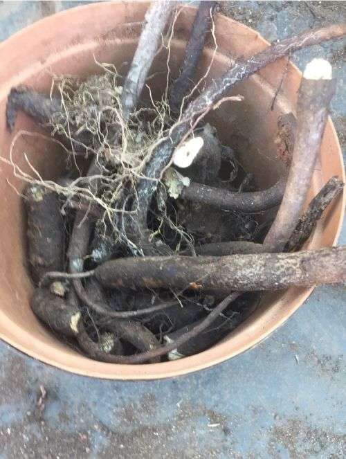 Comfrey Rhizomes