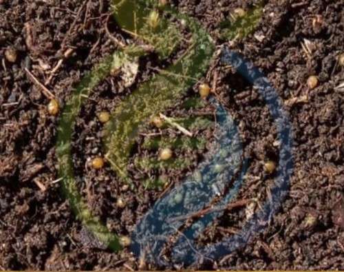 Vermicast