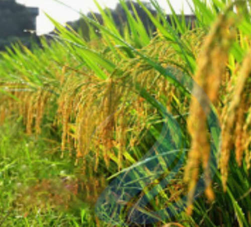 Kilombero Rice Seed