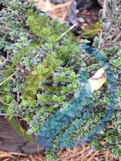 Thyme