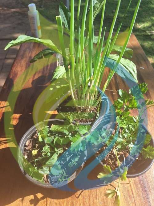 Italian Herb Garden