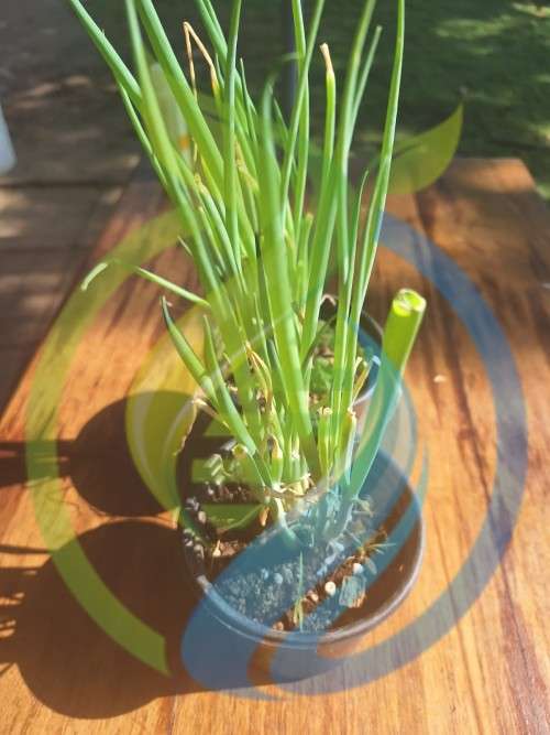 Italian Herb Garden