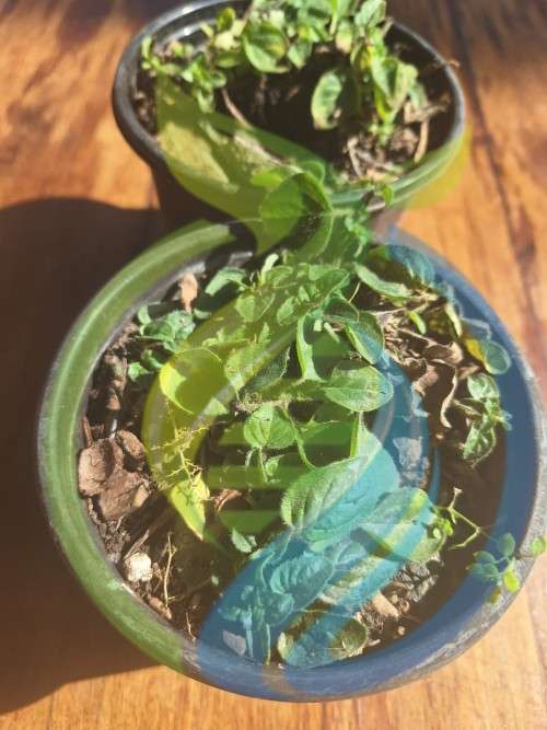 Italian Herb Garden