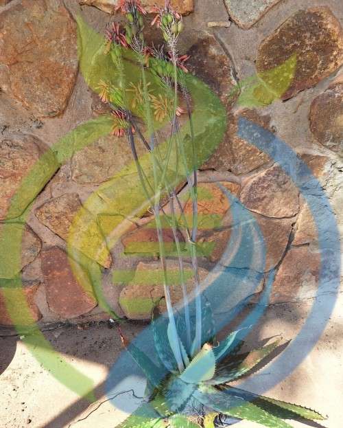 Soap Aloe Plant