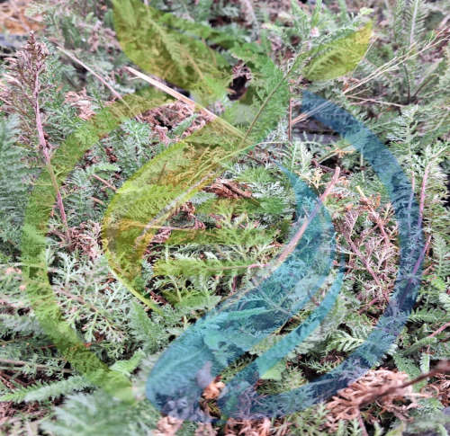 Yarrow Plants