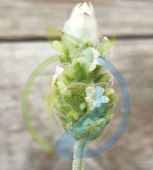 White lavender Plant