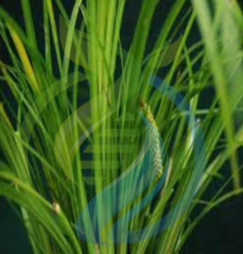 Liquorice Grass
