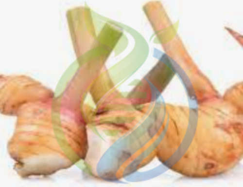 Galangal Rhizomes