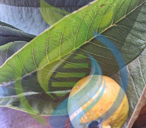 Fresh Guava Leaves