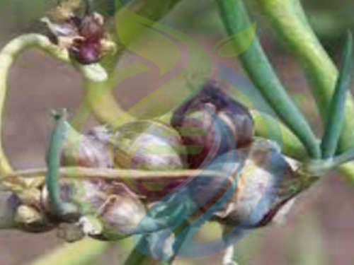 Egyptian Walking Onion