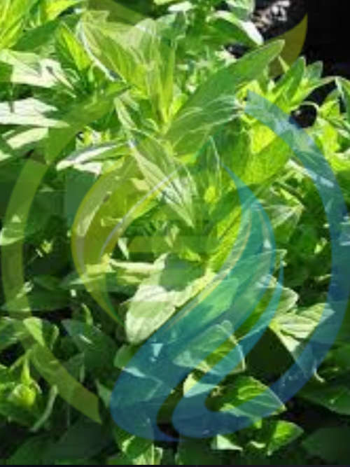 Madeira Mint Plant