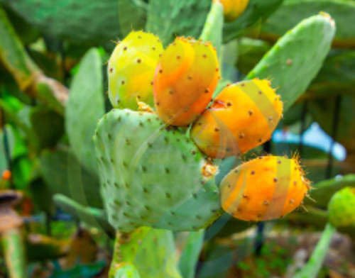 Orange Prickly Pear Leaf
