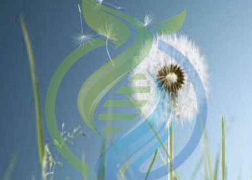 Dandelion seed