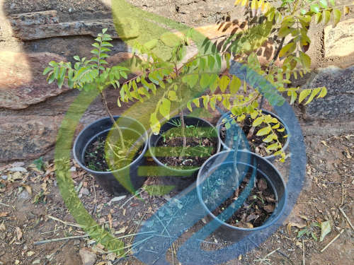 Curry Leaf Trees