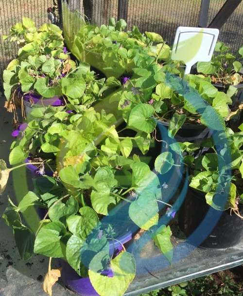 Sweet Violet