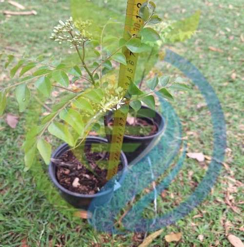 Curry Leaf Trees