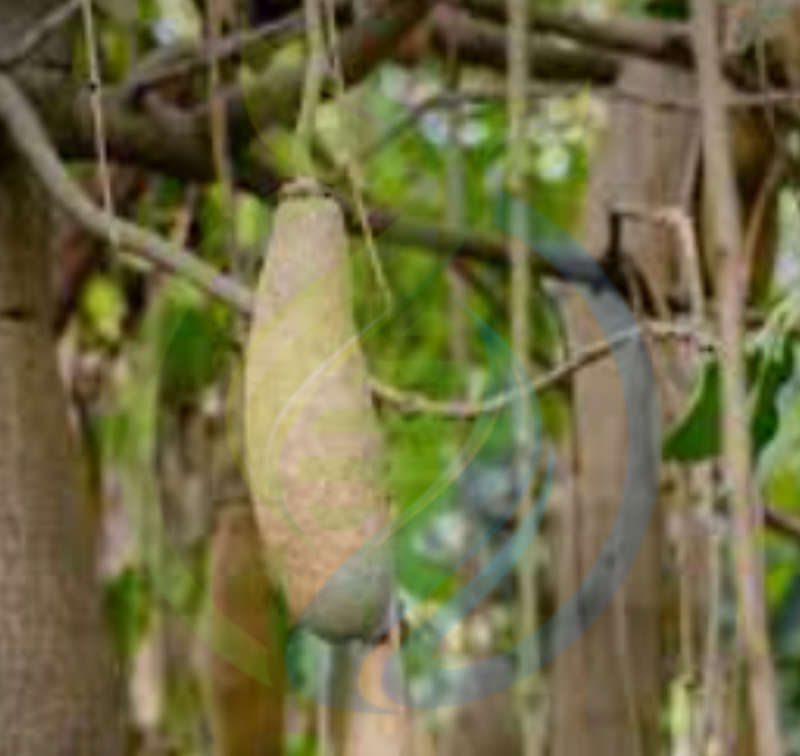 Sausage tree Seedlings