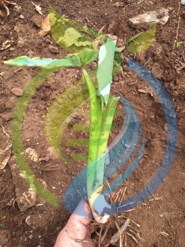 Taro Plant