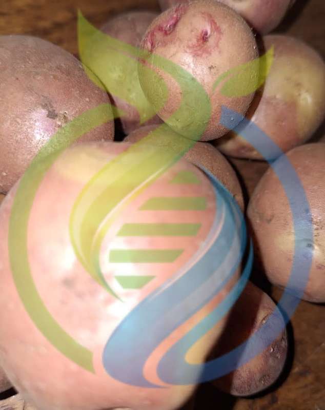 Bikini Potatoes